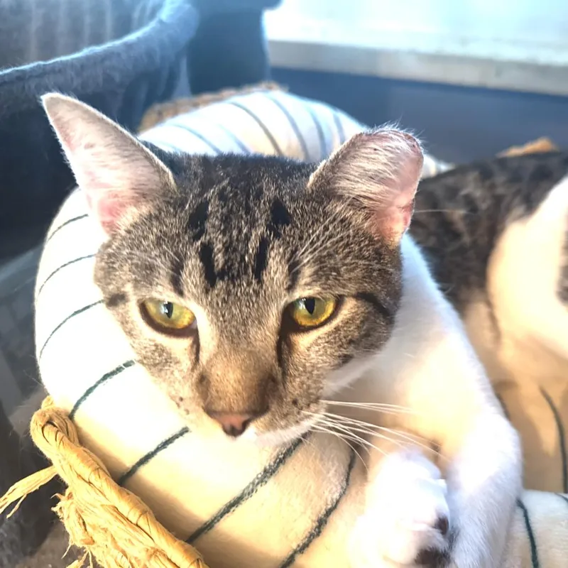A young small-sized male Brown / Chocolate Domestic Short Hair cat named Anderson Hudson for adoption in Merrifield, VA