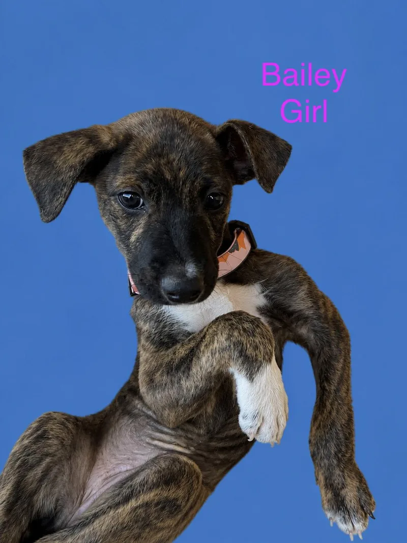A young medium-sized female Mixed Breed dog named Bailey for adoption in Union Beach, NJ