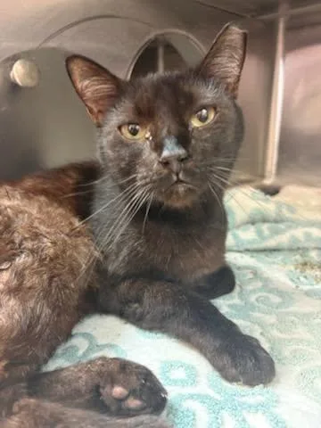 An adult medium-sized female Domestic Short Hair cat named Amethyst for adoption in Jacksonville, FL