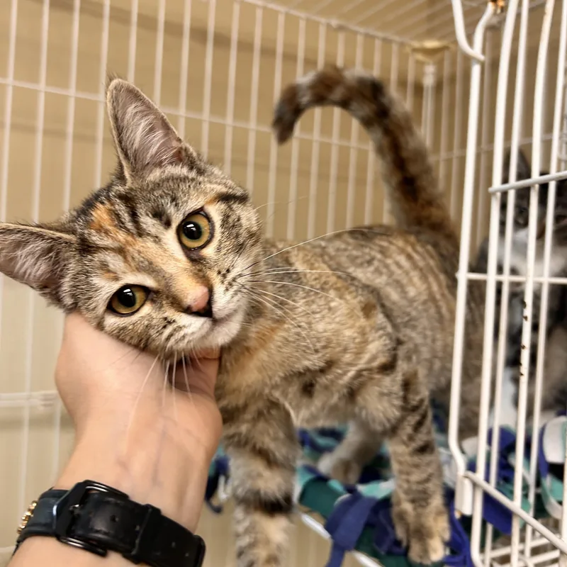 A baby small-sized female Torbie Domestic Short Hair cat named Dina for adoption in Myerstown, PA