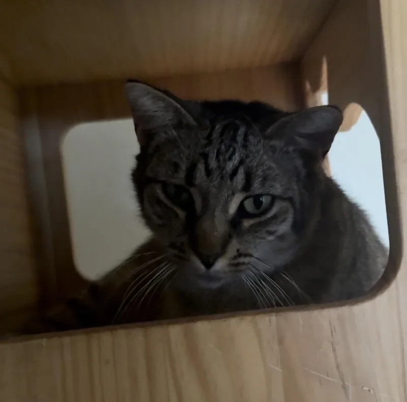 An adult medium-sized male Tabby (Brown / Chocolate) Domestic Short Hair cat named Buddy for adoption in Osseo, MI