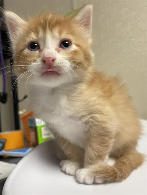 A baby small-sized female Domestic Short Hair cat named Acorn for adoption in Sugar Land, TX