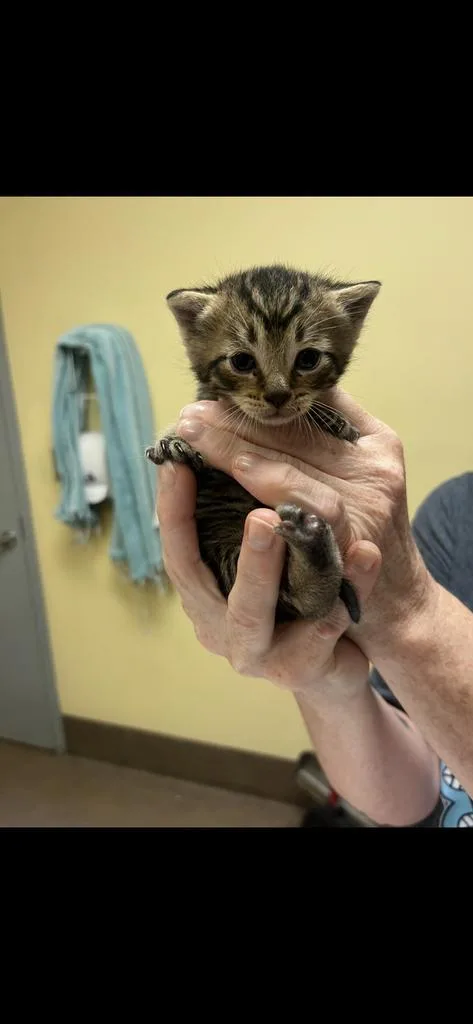 A baby medium-sized female Domestic Short Hair cat named Kira for adoption in Florence, SC