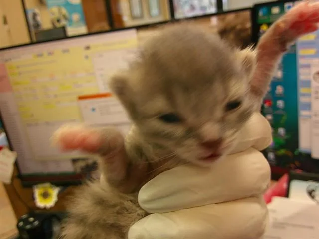 A baby small-sized female Domestic Long Hair cat named Mars for adoption in Ocala, FL