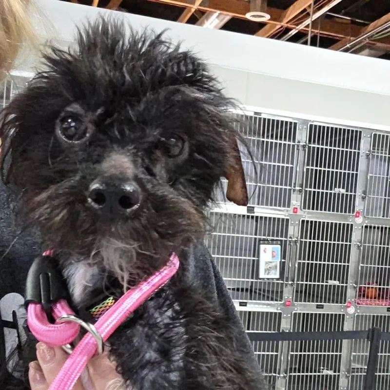 A young small-sized male Maltese dog named Salem for adoption in Minooka, IL