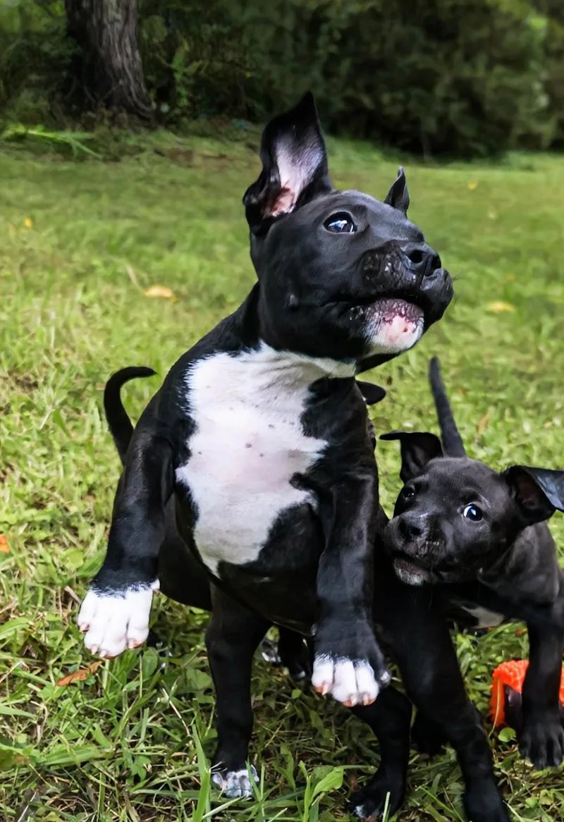 Boscoe