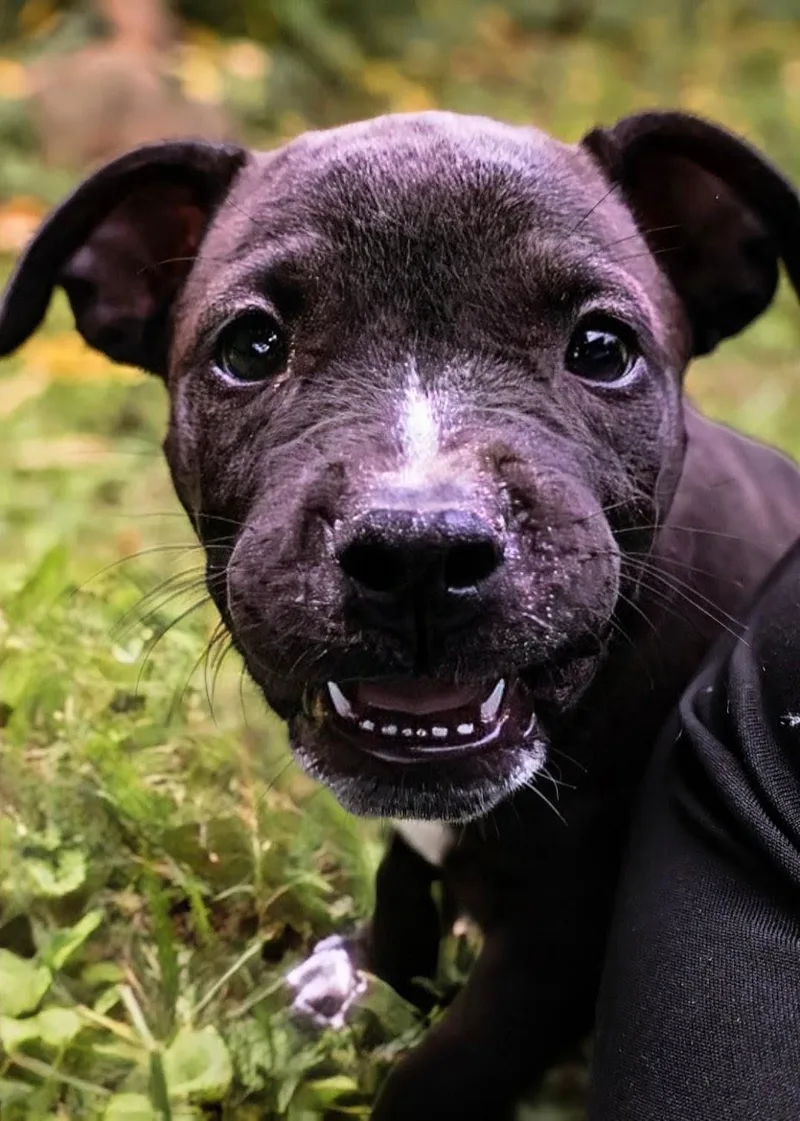 Boscoe thumbnail 2