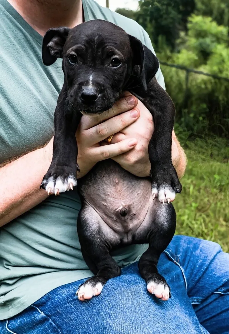 Boscoe thumbnail 5