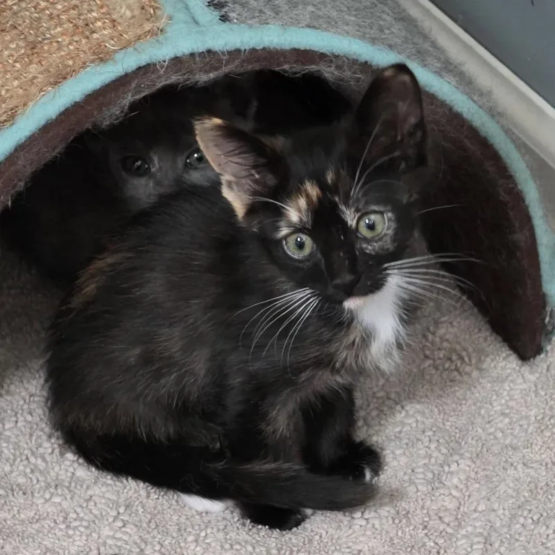 A baby small-sized female Calico Domestic Short Hair cat named Tilly for adoption in Yuma, AZ