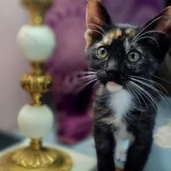 Tilly thumbnail 2