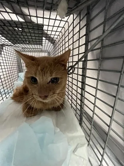 An adult small-sized male Domestic Short Hair cat named Comet for adoption in Fort Lauderdale, FL