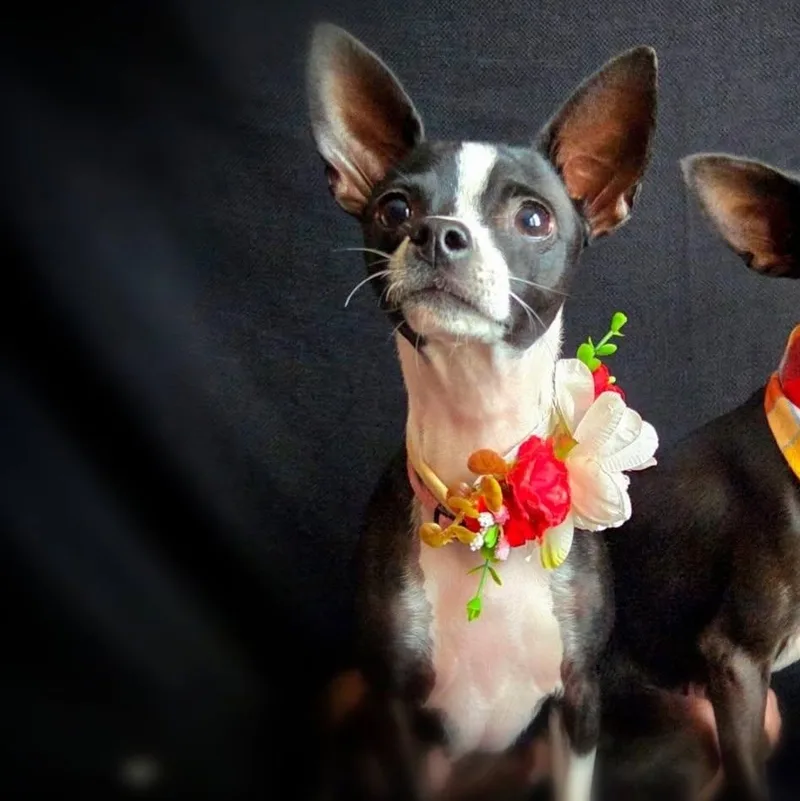 A young small-sized female Chihuahua dog named Honeybunny for adoption in Anza, CA
