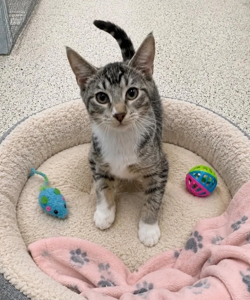 A baby medium-sized male Domestic Short Hair cat named Kyoho for adoption in Fort Lupton, CO