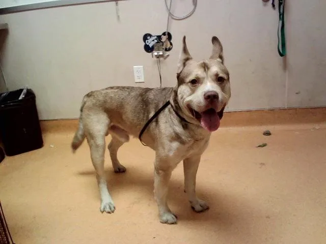 A young large-sized male Pit Bull Terrier dog named Asteroid for adoption in Martinez, CA