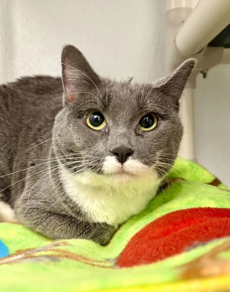 A young medium-sized female Domestic Short Hair cat named Milky Way for adoption in Gillette, WY