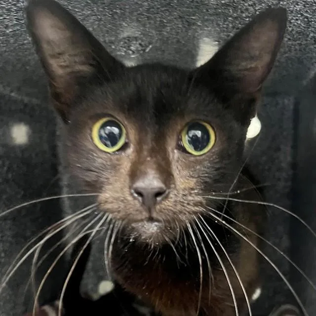 A baby small-sized female Domestic Short Hair cat named Betsy for adoption in Naples, FL