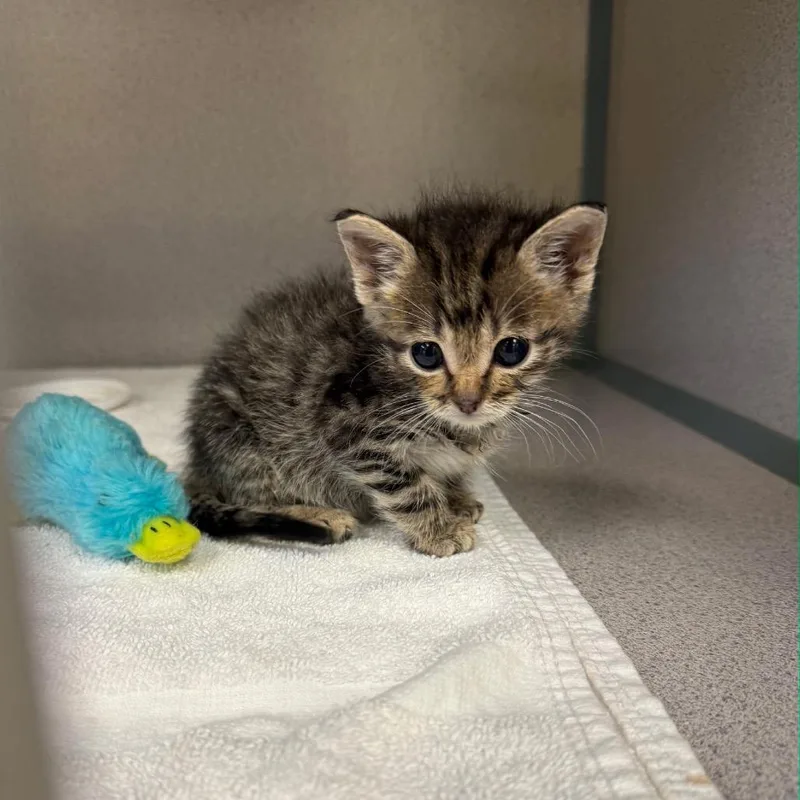 A baby small-sized male Brown / Chocolate Domestic Short Hair cat named Aflstray for adoption in Spring Hill, KS