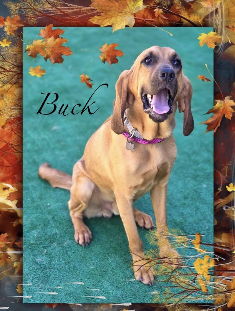 A young medium-sized male Bloodhound dog named Buck for adoption in Maryville, TN