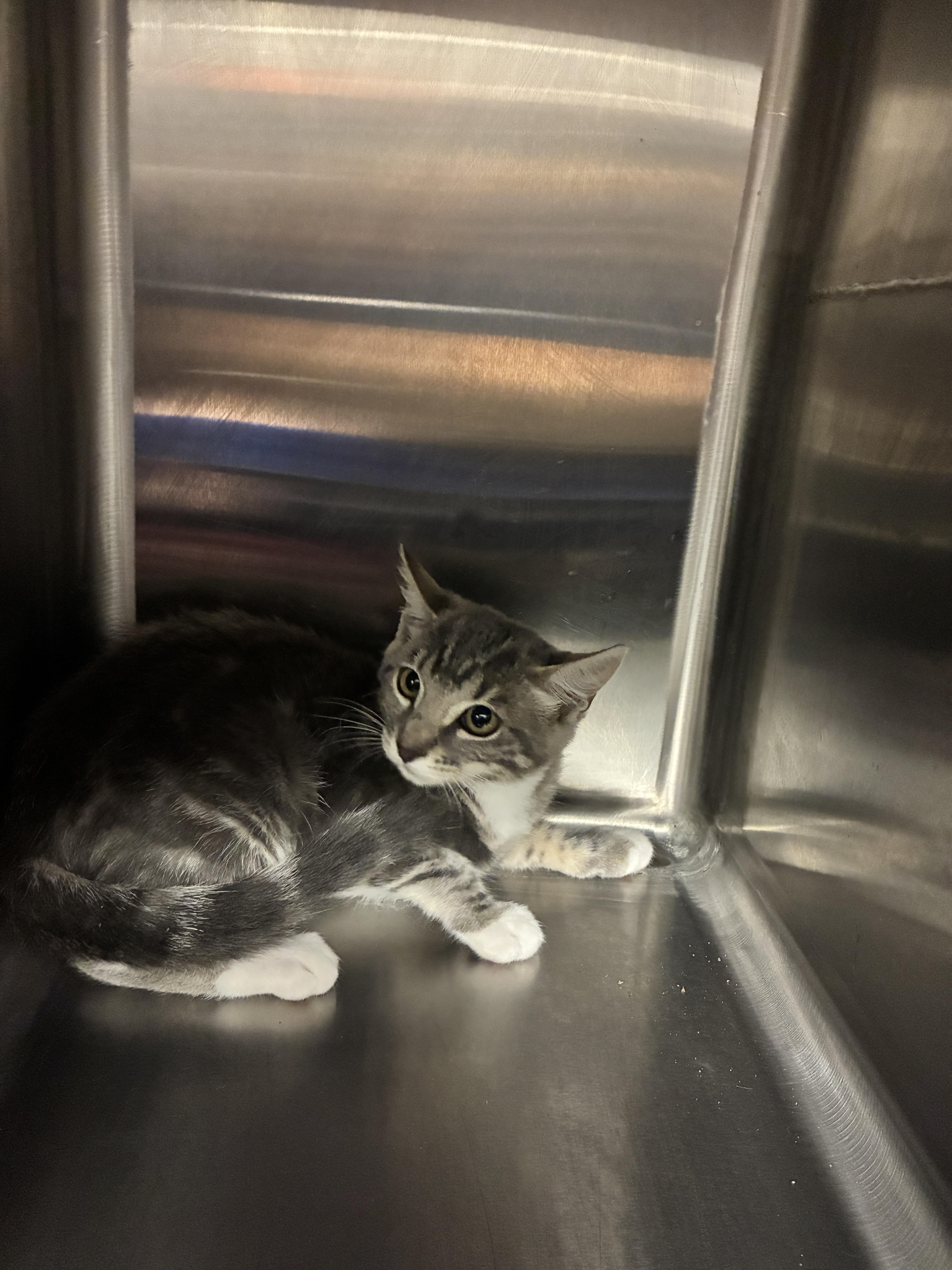 A baby small-sized female Domestic Short Hair cat named Kiko for adoption in Chico, CA