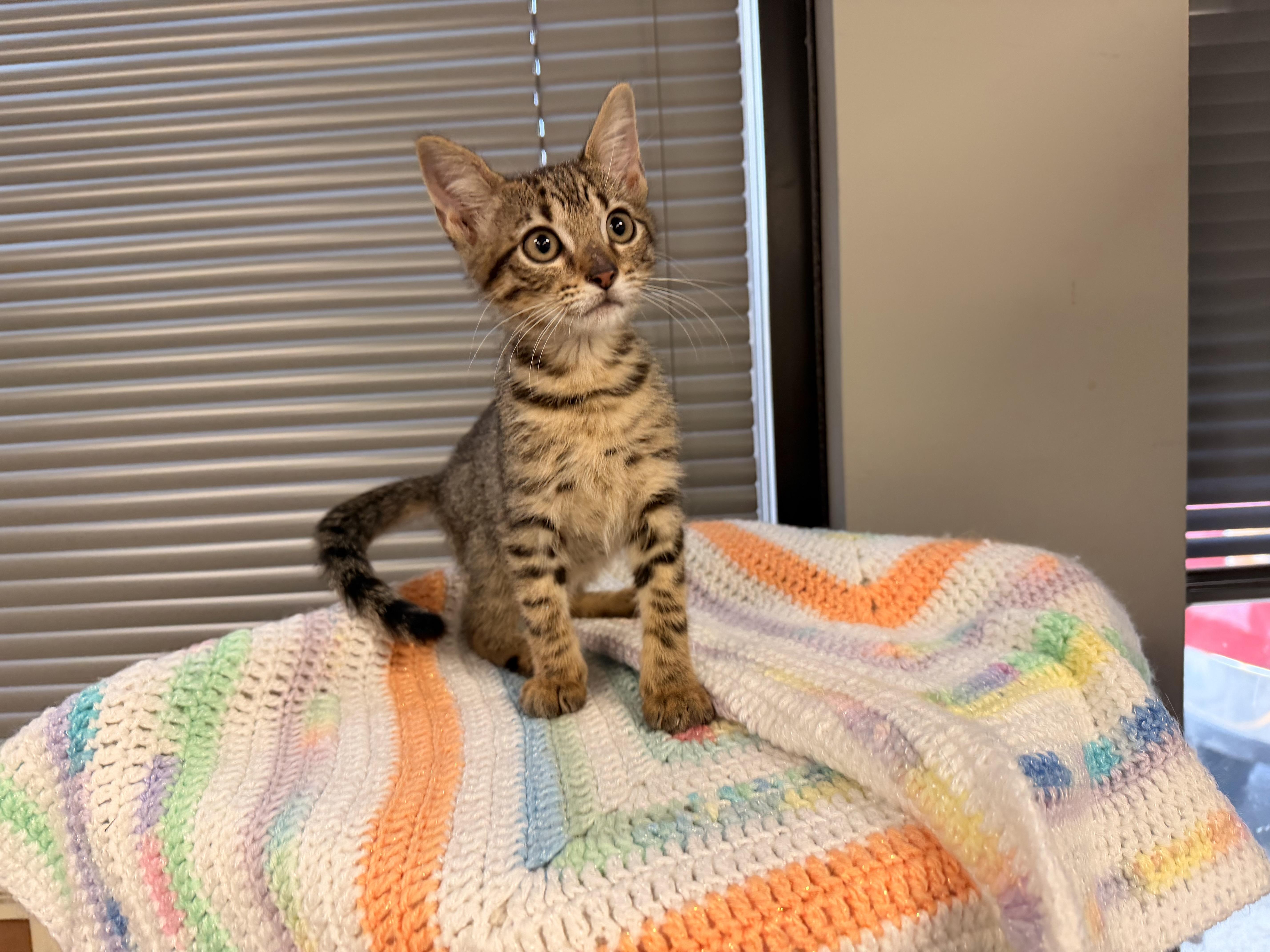 A baby medium-sized female Tabby (Buff / Tan / Fawn) Domestic Short Hair cat named LuLu for adoption in Batesville, AR