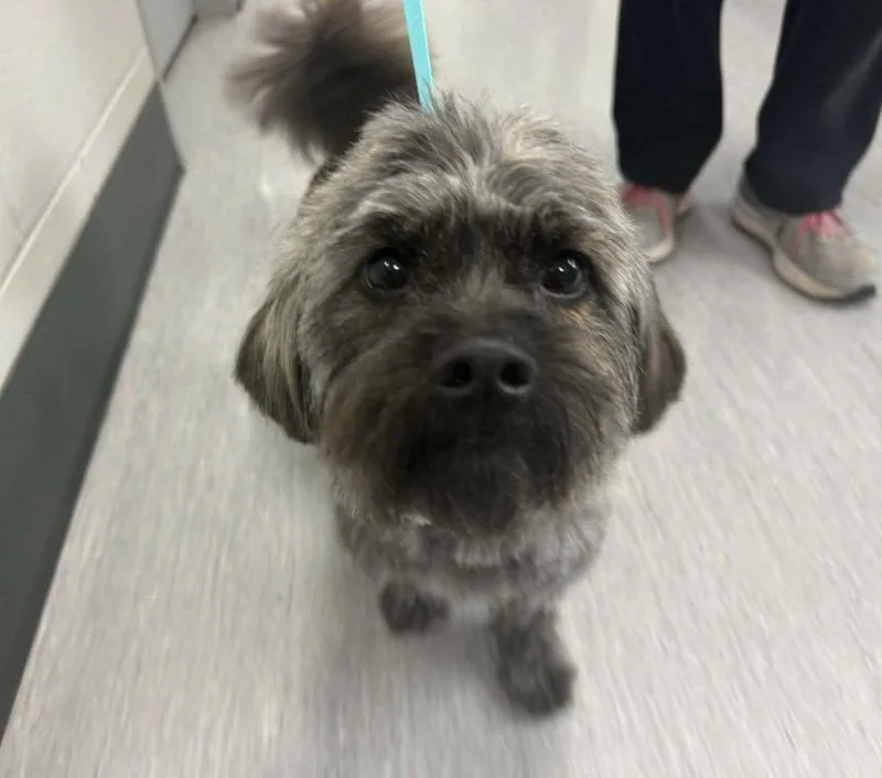 An adult small-sized male Maltese dog named Pippin for adoption in Fort Collins, CO
