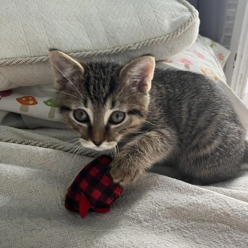 A baby small-sized male Brown / Chocolate Domestic Short Hair cat named Fiddle for adoption in Harrisonburg, VA