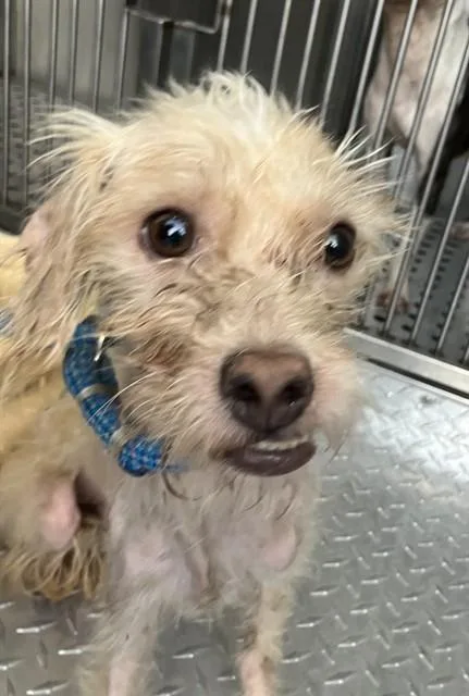 An adult small-sized female Mixed Breed dog named Debby for adoption in Dallas, TX