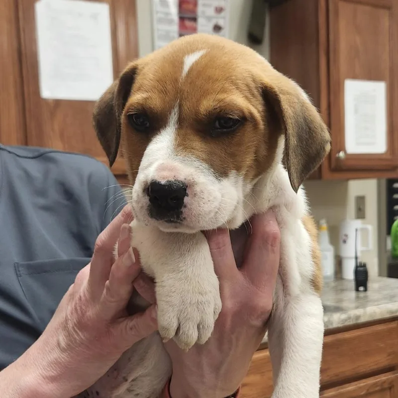 A baby small-sized male Yellow / Tan / Blond / Fawn Australian Cattle Dog / Blue Heeler dog named Miso  U for adoption in Tupelo, MS