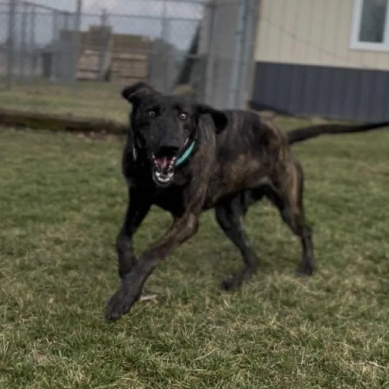 An adult large-sized female Brindle Plott Hound dog named Peppercorn for adoption in Marysville, OH