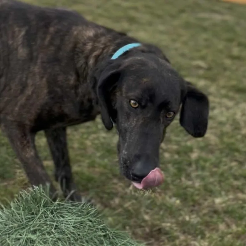 Peppercorn thumbnail 2