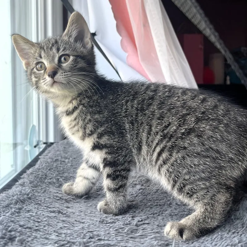 A baby small-sized male Brown / Chocolate Domestic Short Hair cat named Hornet for adoption in Michigan City, IN