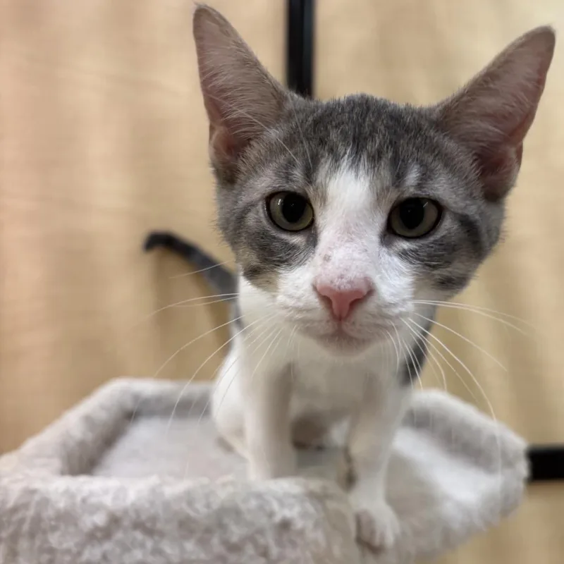 A baby medium-sized male Domestic Short Hair cat named Ridge for adoption in Austin, TX