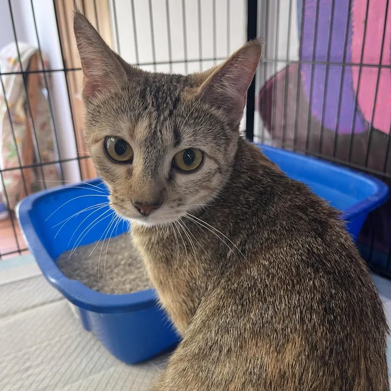 A young small-sized female Torbie Domestic Short Hair cat named Lucky for adoption in Corbin, KY
