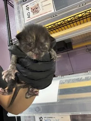A baby medium-sized female Black Domestic Short Hair cat named 61468444 for adoption in El Paso, TX