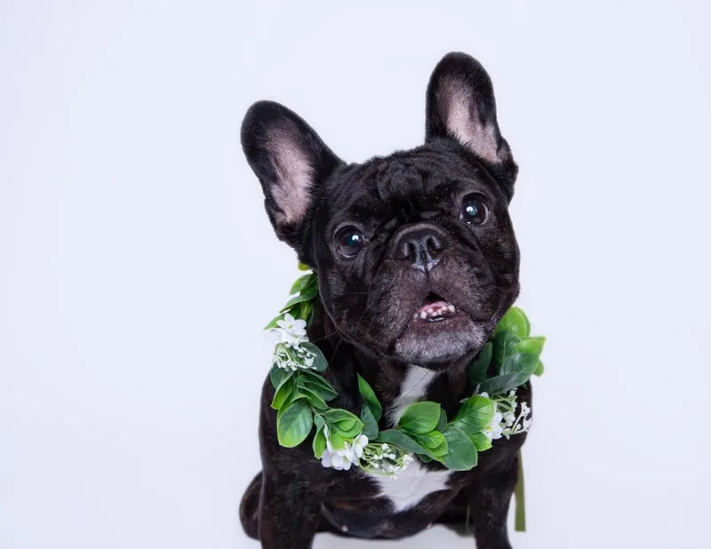 Chiclet Special Needs thumbnail 2