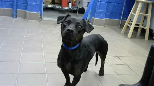 An adult medium-sized female Dachshund dog named Luna for adoption in Albuquerque, NM