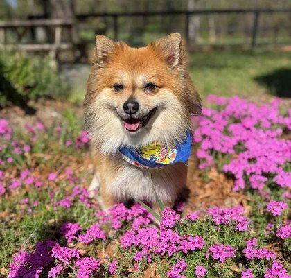 An adult small-sized male Pomeranian dog named Pombon for adoption in Midland, VA