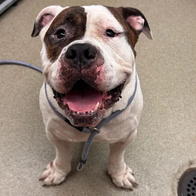 An adult large-sized male White / Cream Pit Bull Terrier dog named Sergeant for adoption in Birdsboro, PA