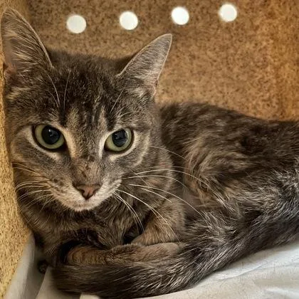 An adult small-sized female Gray & White Domestic Short Hair cat named Grace for adoption in West Swanzey, NH