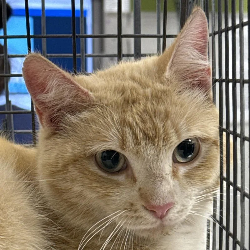 An adult small-sized male Orange / Red Domestic Short Hair cat named Jimmy John for adoption in Las Cruces, NM