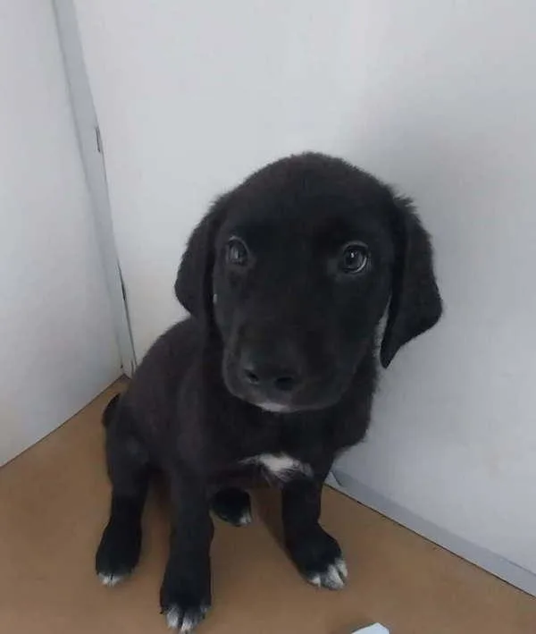 A baby small-sized female Terrier dog named Arya for adoption in Cleveland, TN