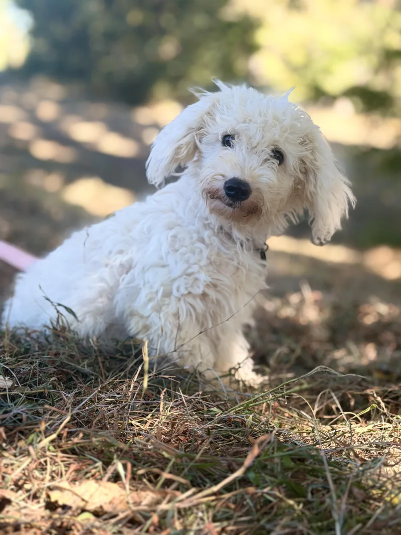 A young small-sized female White / Cream Poodle dog named Frances Transport for adoption in Gradyville, KY