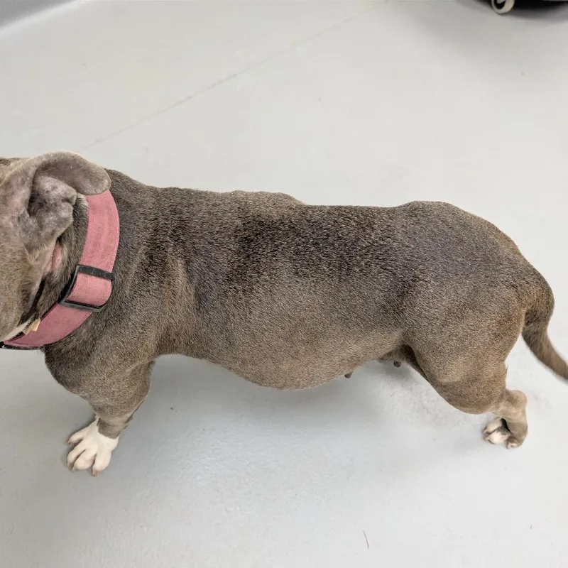An adult medium-sized female Gray / Blue / Silver Mixed Breed dog named StrayMilgenRoad for adoption in Columbus, GA