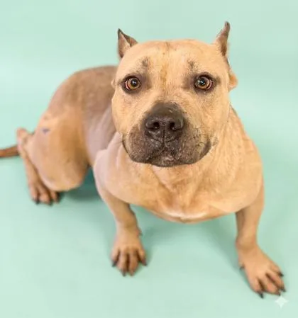 An adult medium-sized male Pit Bull Terrier dog named Pepe for adoption in Bowling Green, KY