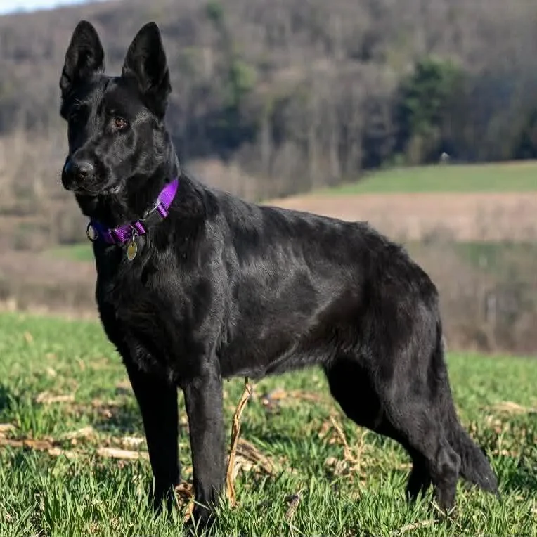 An adult large-sized female Black German Shepherd Dog dog named Jasmine for adoption in New Ringgold, PA