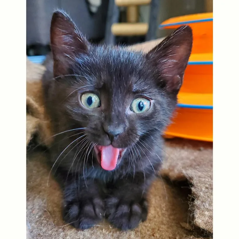 A baby small-sized male Black Domestic Short Hair cat named Raptor Dino for adoption in Austin, TX