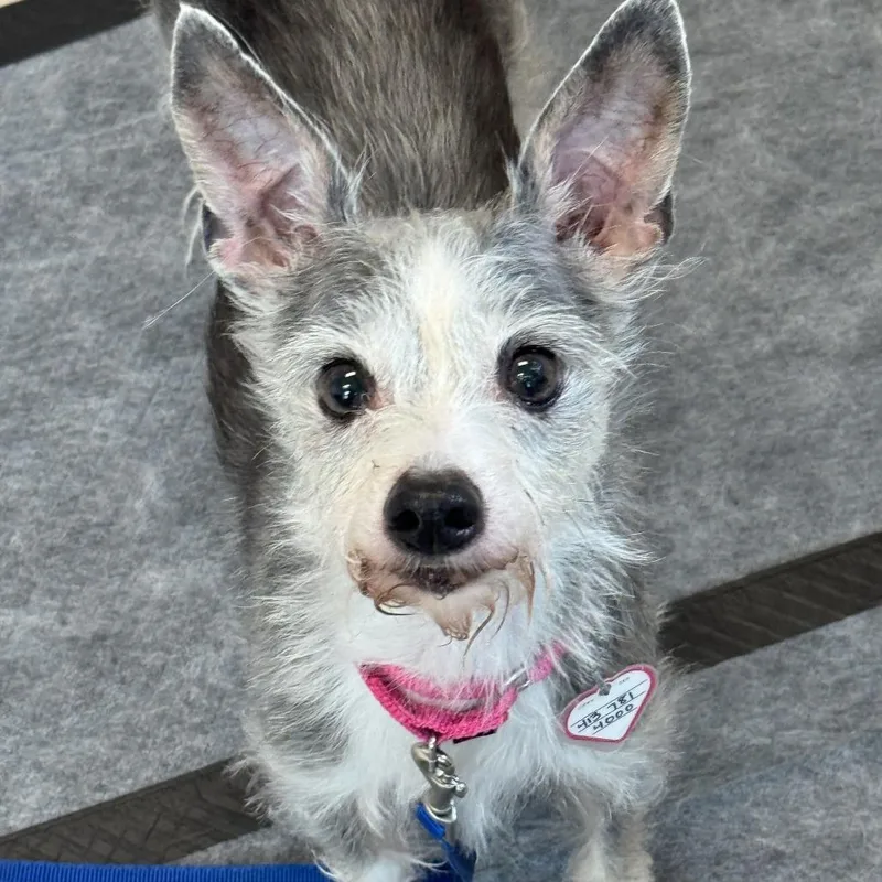 Gigi