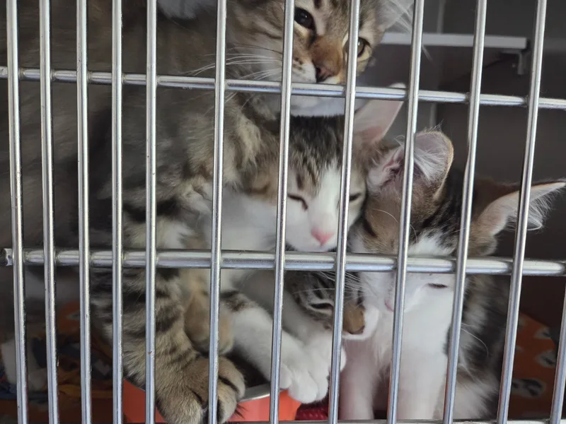 A baby medium-sized female Gray & White Domestic Short Hair cat named Blossom Shewman for adoption in Stowe, PA