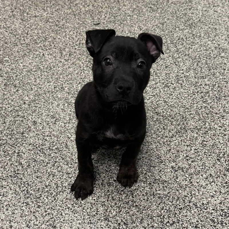 A baby large-sized male Black Mixed Breed dog named Randy for adoption in Detroit, MI