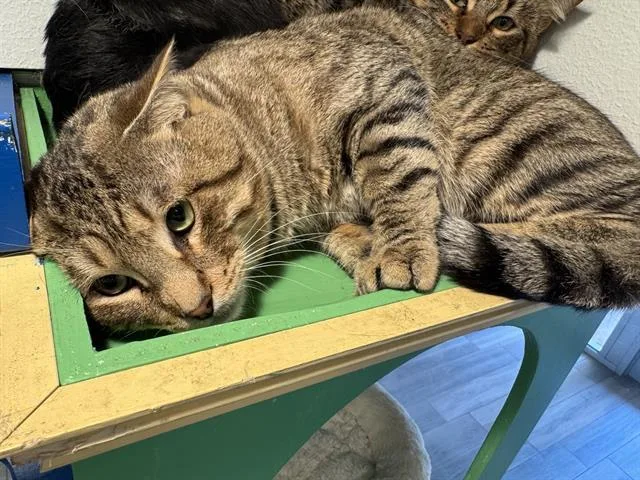 An adult large-sized male Domestic Short Hair cat named Shane for adoption in Grand Prairie, TX